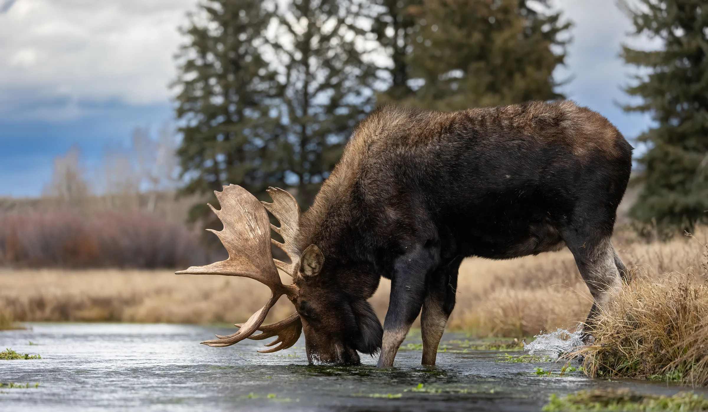 Summer in the Jackson Hole valley